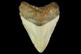 3.44" Fossil Megalodon Tooth - North Carolina - #131587-1